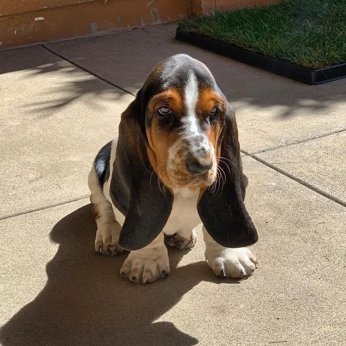 basset hound