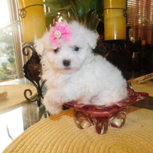 maltese puppy