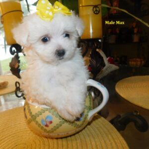 maltese puppies for sale near me