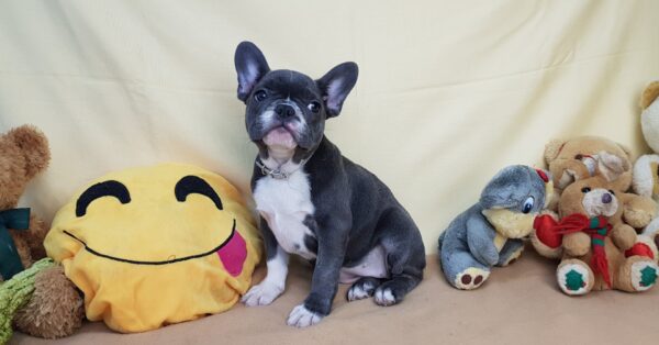 buy french bulldog puppy near me