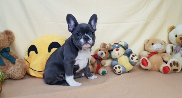 buy french bulldog puppy near me