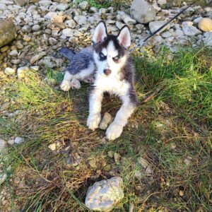 siberian husky puppies el paso tx