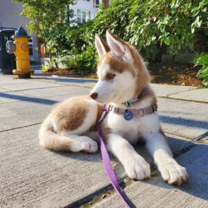 siberian husky for sale cheap