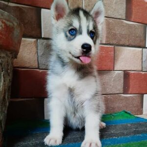 siberian husky puppy for adoption