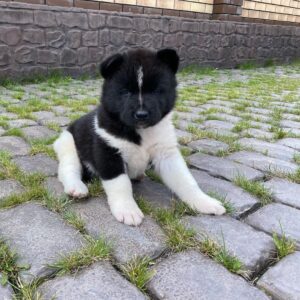 akita inu