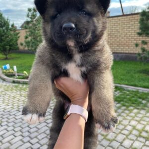 akita dog