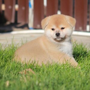 Akita Puppy