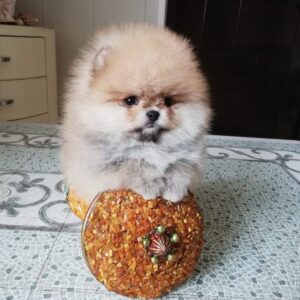 pomeranian