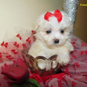 maltese puppies