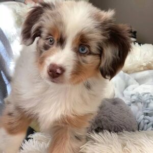 mini australian shepherd for adoption