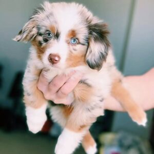 mini australian shepherd for sale near me