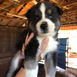 siberian husky puppy for sale