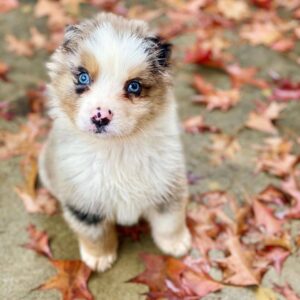 australian shepherd puppy for sale near me