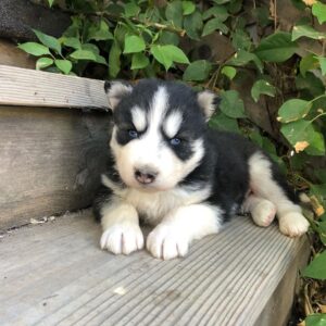 siberian husky puppies for sale