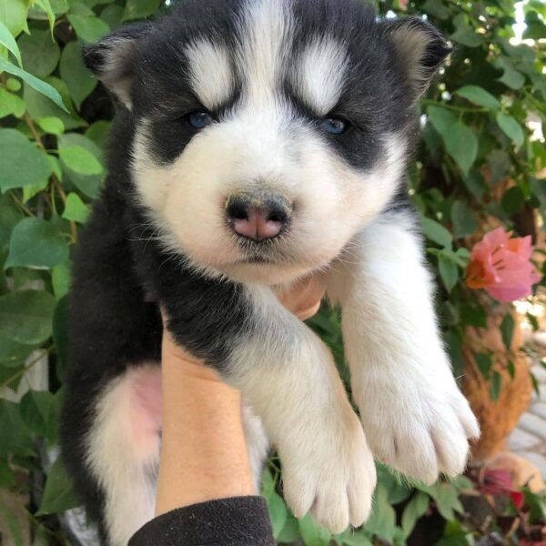 siberian husky puppies for sale