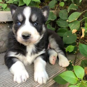 siberian husky puppies for sale near me