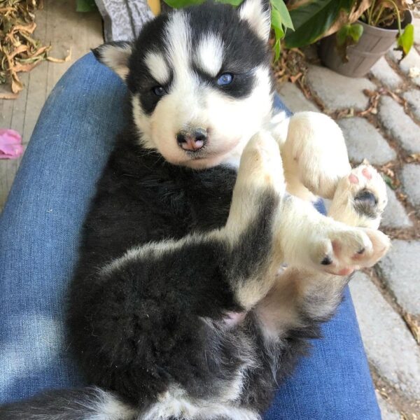 siberian husky puppies for sale