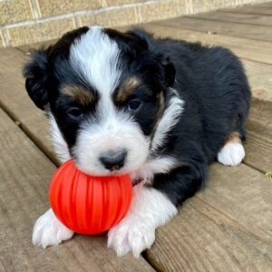 miniature australian shepherd