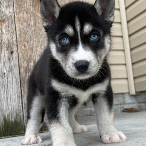 siberian husky puppies