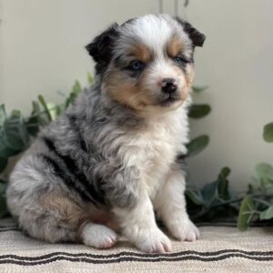 australian shepherd for sale near me