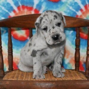 great dane puppies for adoption