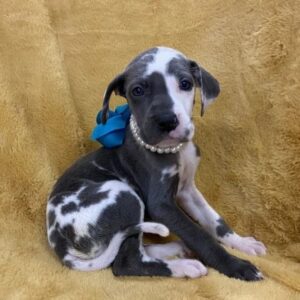 great dane puppies for adoption near me