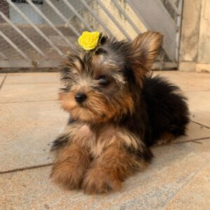 Yorkshire terrier puppies for sale near me