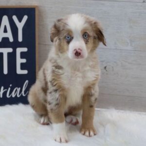 australian shepherd puppies for sale near me