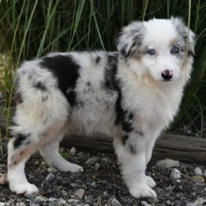 australian shepherd