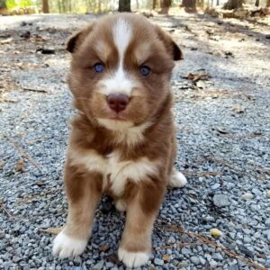 miniature siberian husky