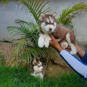 siberian husky puppy for sale near me