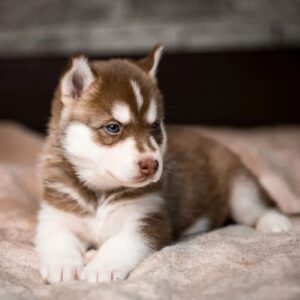 siberian huskies