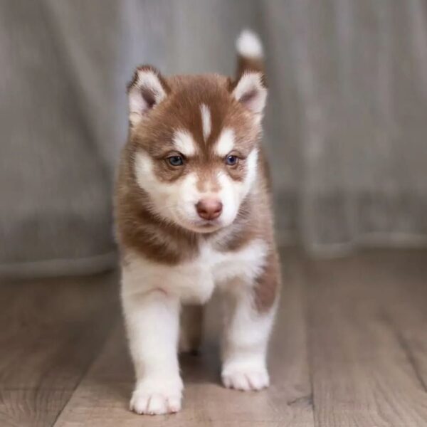 siberian huskies