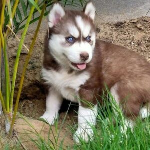 siberian husky puppies for sale in pa