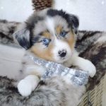 australian shepherd for adoption