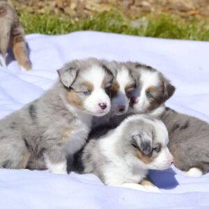 mini australian shepherd