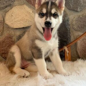 siberian husky puppy