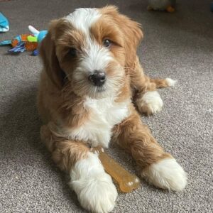 aussiedoodle puppies