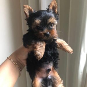 yorkshire terrier