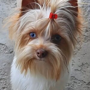 white yorkshire terrier