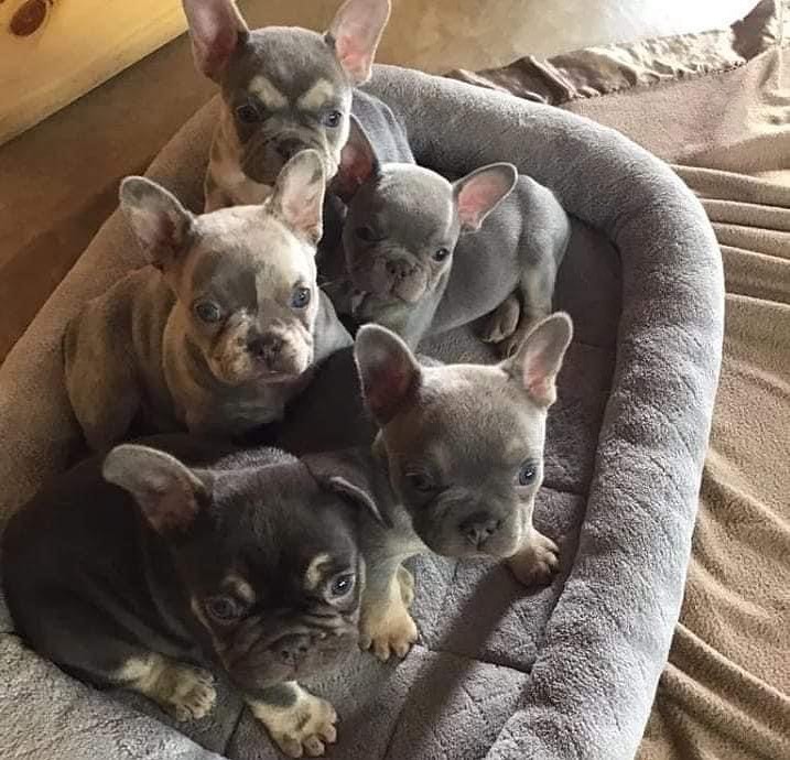 french bulldog adoption near me