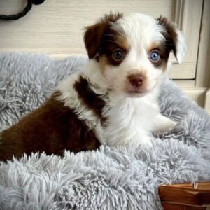 Australian shepherds for adoption