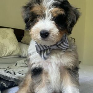 mini aussiedoodle