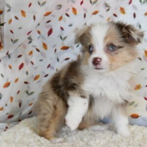 Australian Shepherds