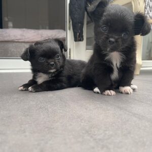 chihuahua puppies