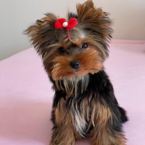 teacup yorkshire terrier for sale