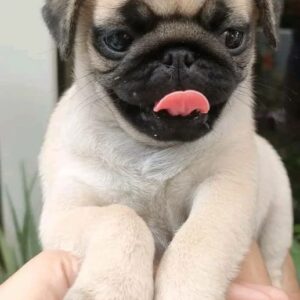 pug puppy for sale