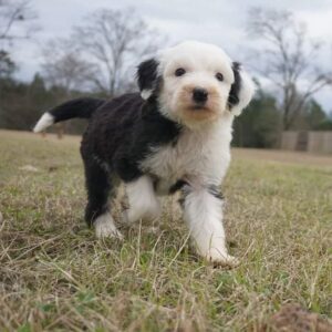 sheepadoodle puppy for sale