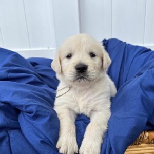 adopt golden retriever near me