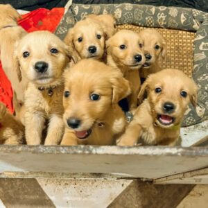 golden retriever puppies